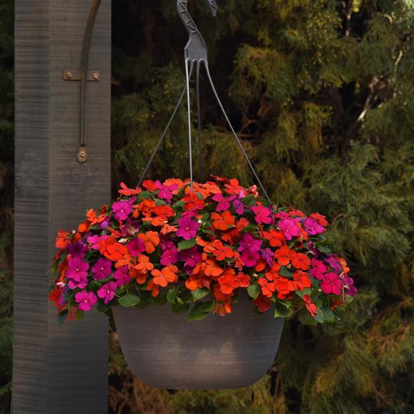 Beacon® Sanibel Mixture Impatiens - Basket