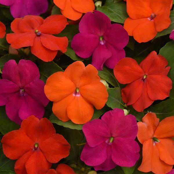 Beacon® Sanibel Mixture Impatiens - Bloom