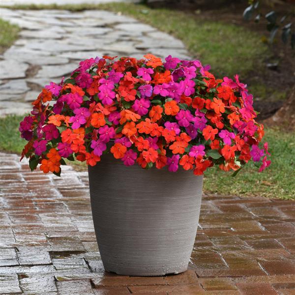 Beacon® Sanibel Mixture Impatiens - Container