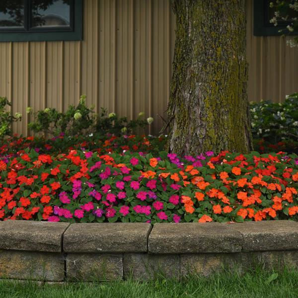 Beacon® Sanibel Mixture Impatiens - Landscape