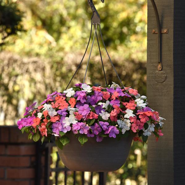 Beacon® Pearl Island Mixture Impatiens - Basket