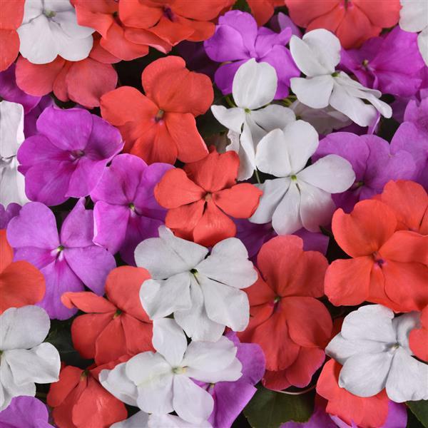 Beacon® Pearl Island Mixture Impatiens - Bloom