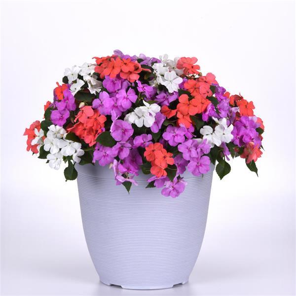 Beacon® Pearl Island Mixture Impatiens - Container