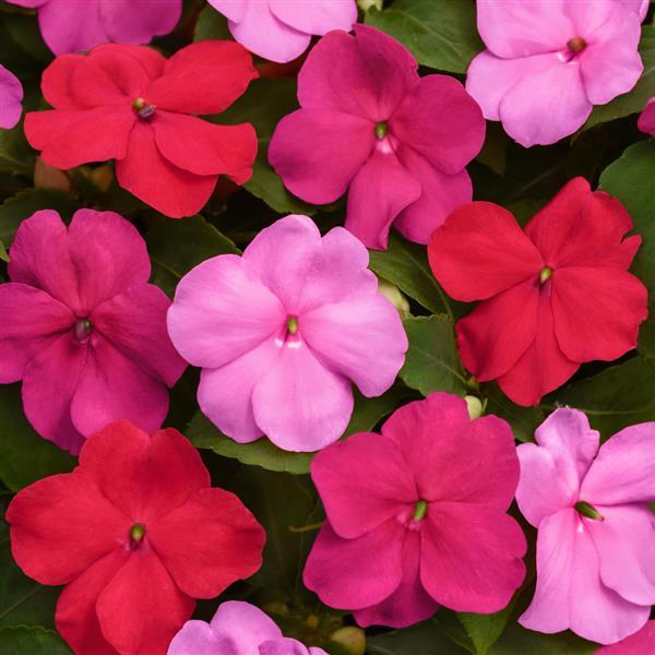 Beacon® Otway Mixture Impatiens - Bloom