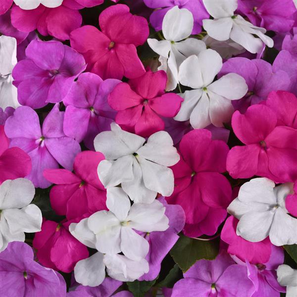 Beacon® Chicago Mixture Impatiens - Bloom