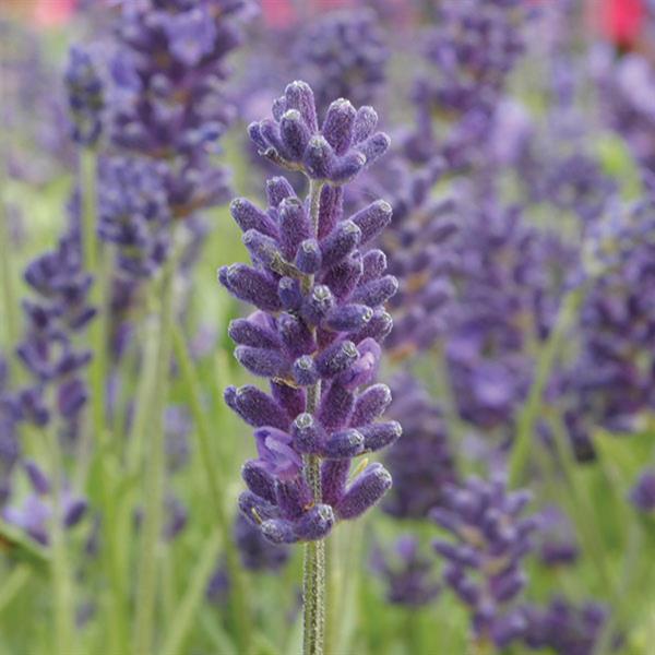 Lavandula Avignon Early Blue - Bloom