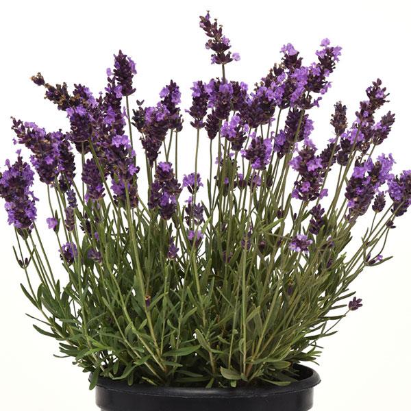 Lavandula Avignon Early Blue - Container