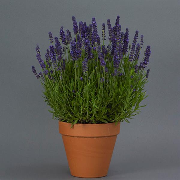 Lavandula Blue Spear - Container