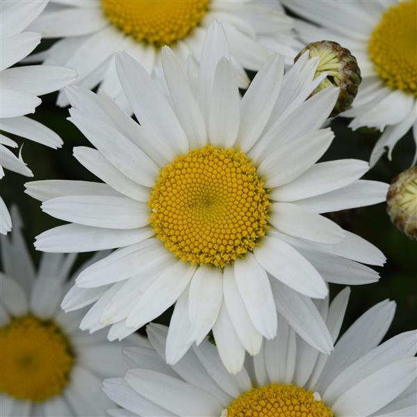 Leucanthemum Madonna - Bloom