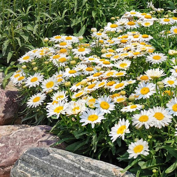 Leucanthemum Madonna - Commercial Landscape 1