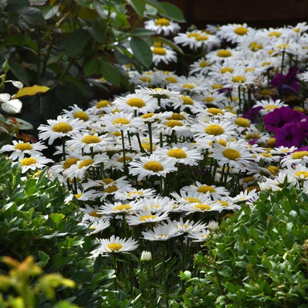 Leucanthemum Madonna - Commercial Landscape 2