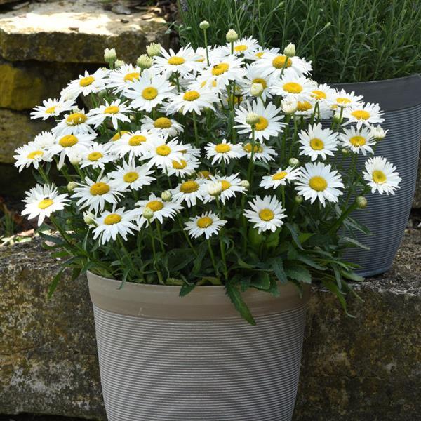 Leucanthemum Madonna - Container