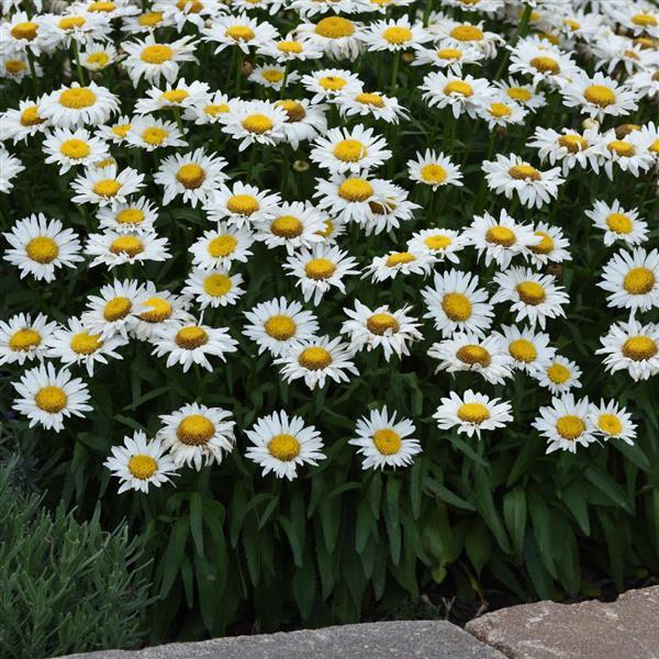 Leucanthemum Madonna - Landscape