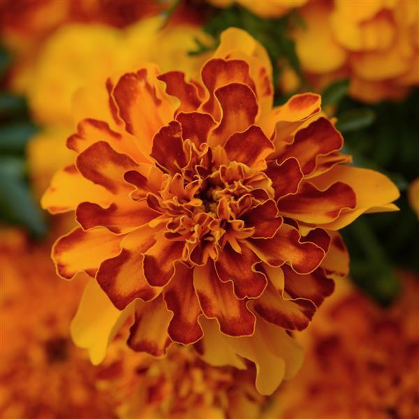 Bonanza™ Bolero French Marigold - Bloom