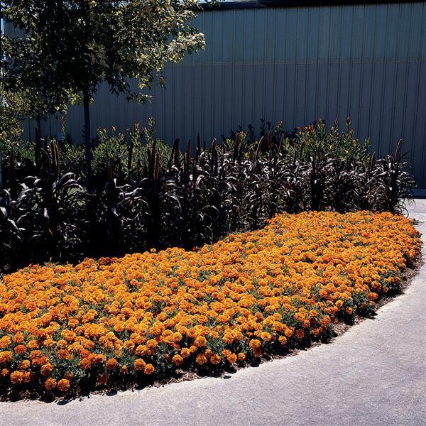 Bonanza™ Bolero French Marigold - Landscape