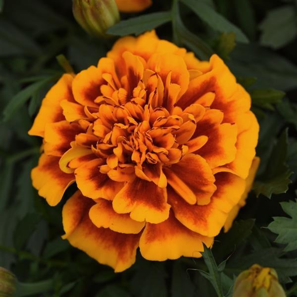 Bonanza™ Flame French Marigold - Bloom