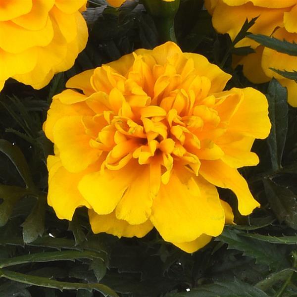 Bonanza™ Gold French Marigold - Bloom