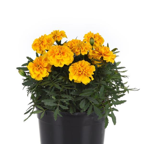 Bonanza™ Gold French Marigold - Container