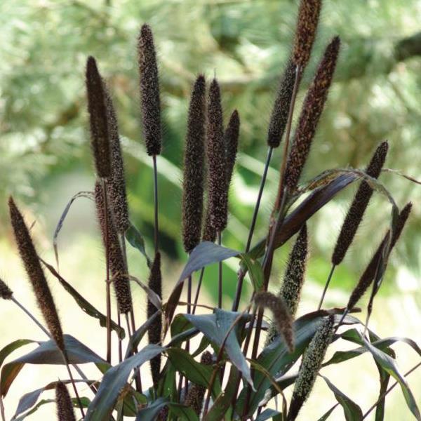 Jester Ornamental Millet - Bloom