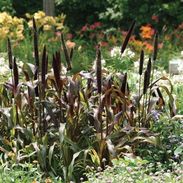 Jester Ornamental Millet - Commercial Landscape 1