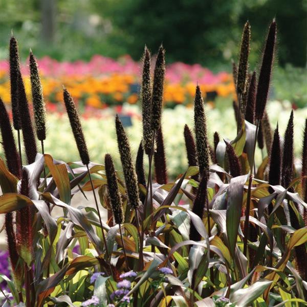 Jester Ornamental Millet - Landscape