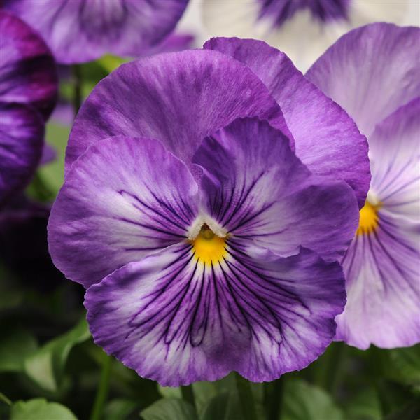 Matrix® Lavender Shades Pansy - Bloom