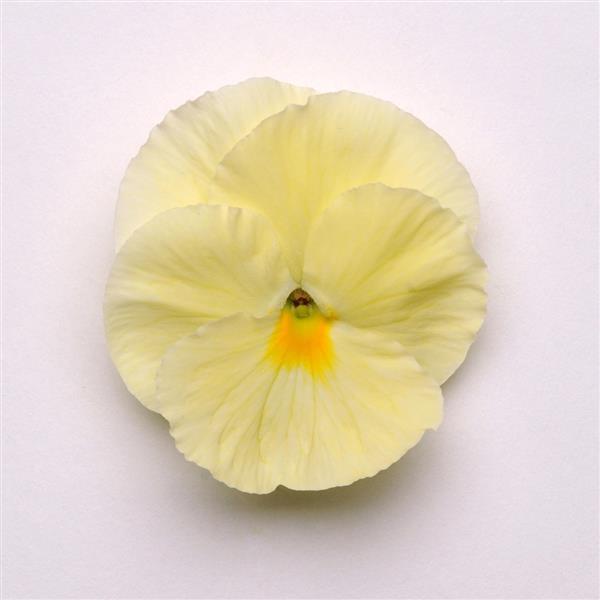 Matrix® Primrose Pansy - Bloom