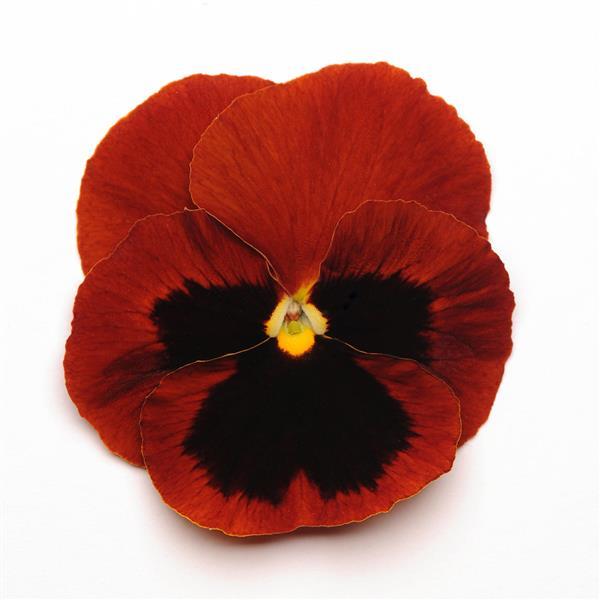 Matrix® Red Blotch Pansy - Bloom