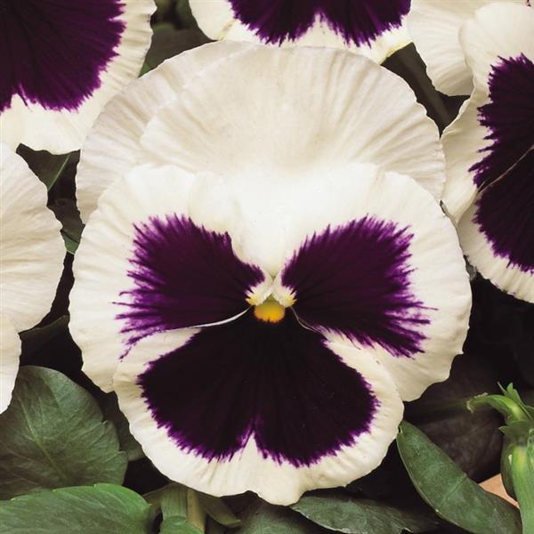 Matrix® White Blotch Pansy - Bloom