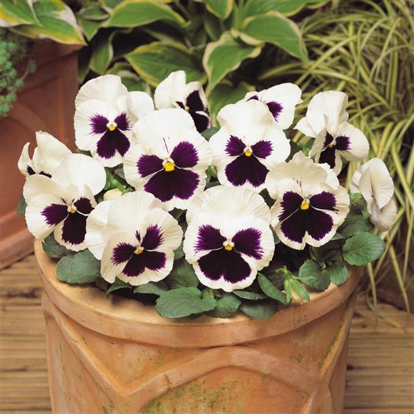 Matrix® White Blotch Pansy - Container