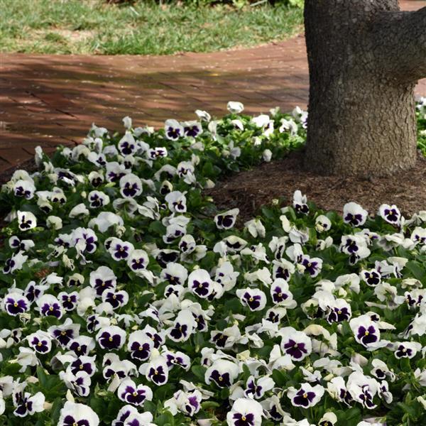 Matrix® White Blotch Pansy - Landscape