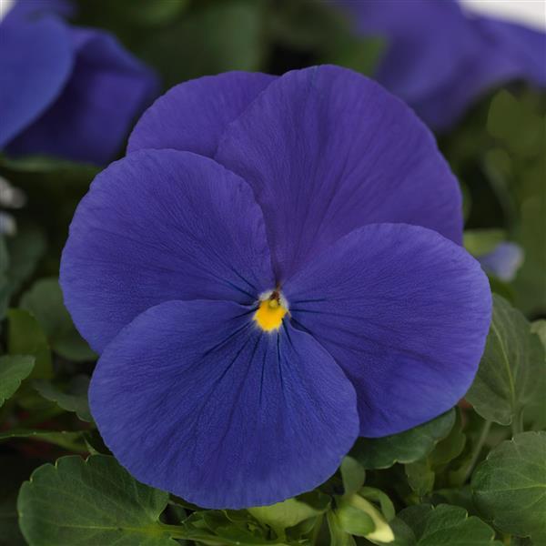 Matrix® True Blue Pansy - Bloom