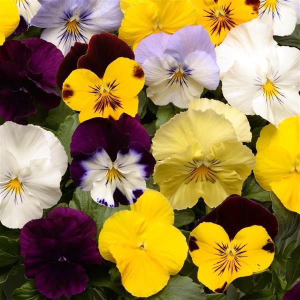 Cool Wave® Mixture Spreading Pansy