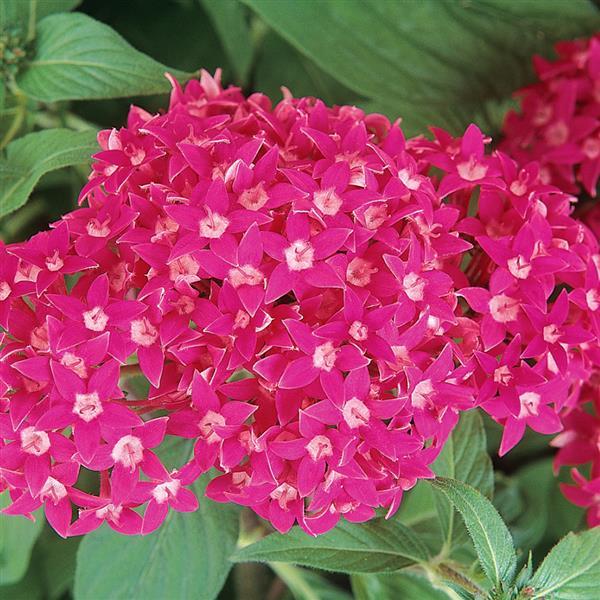 Butterfly™ Deep Rose Pentas - Bloom