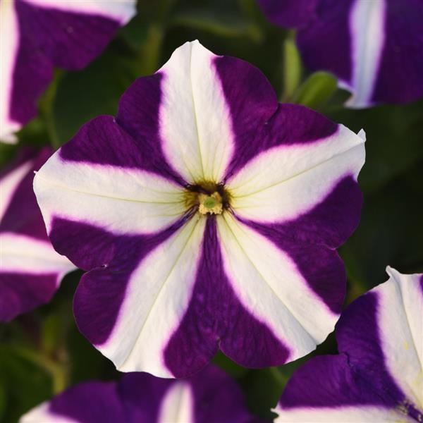 Madness® Blue Star Petunia - Bloom