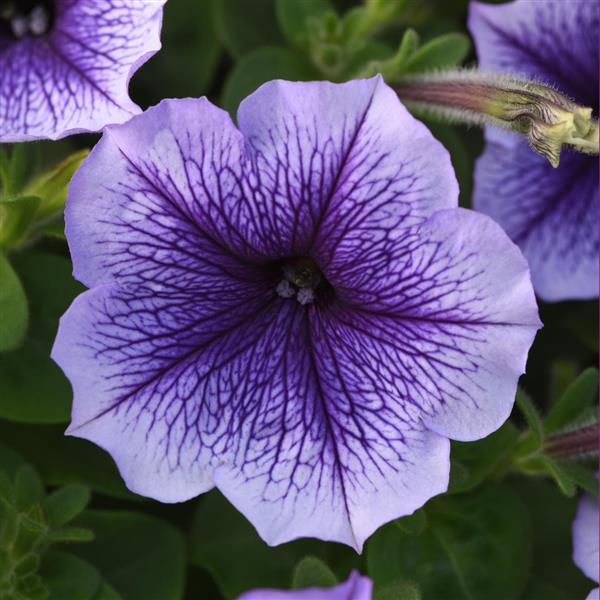 Madness® Blue Vein Petunia - Bloom