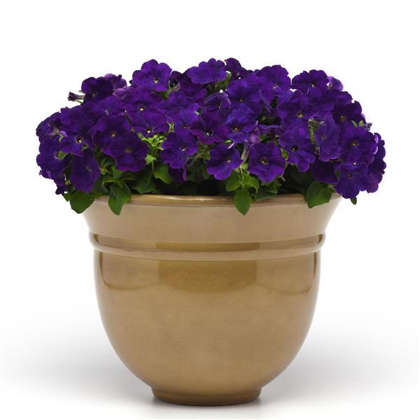 Madness® Midnight Petunia - Container