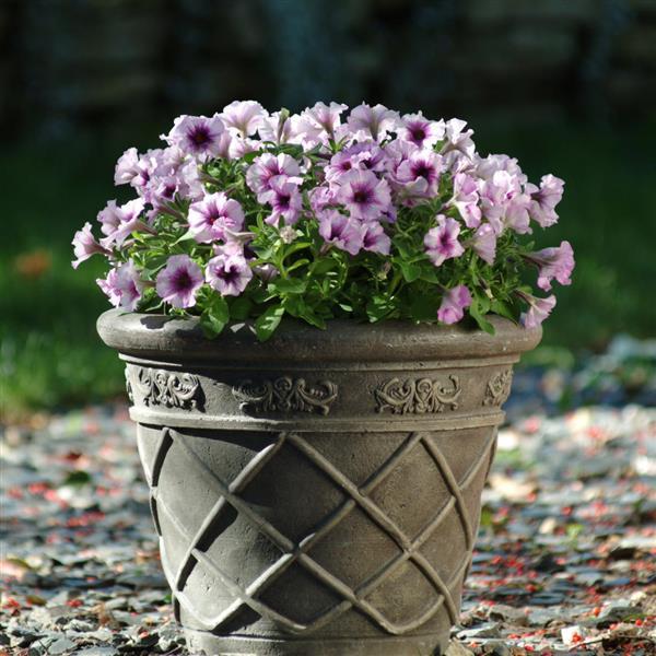 Madness® Plum Crazy Petunia - Container