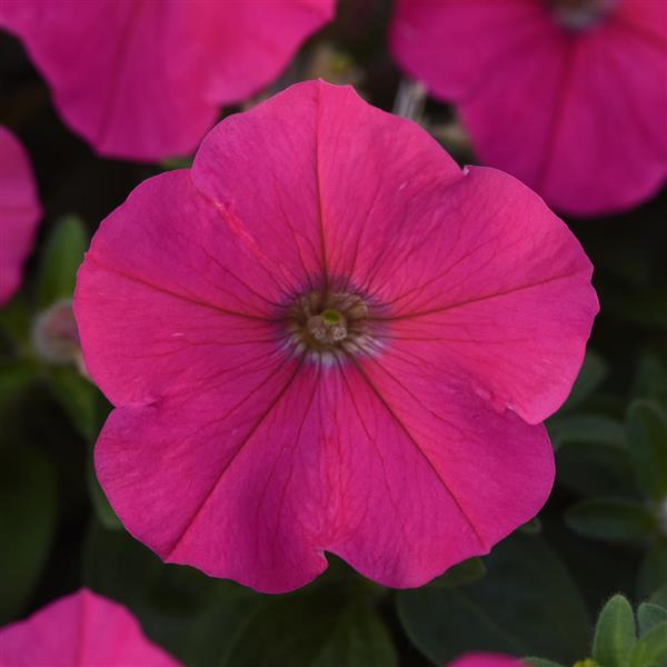 Madness® Rose Petunia - Bloom