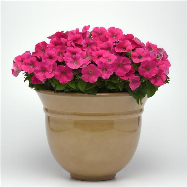 Madness® Rose Petunia - Container