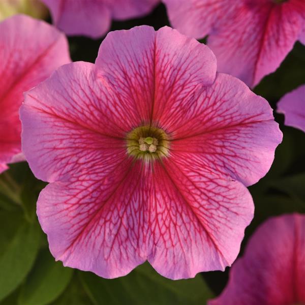 Madness® Sheer Petunia - Bloom