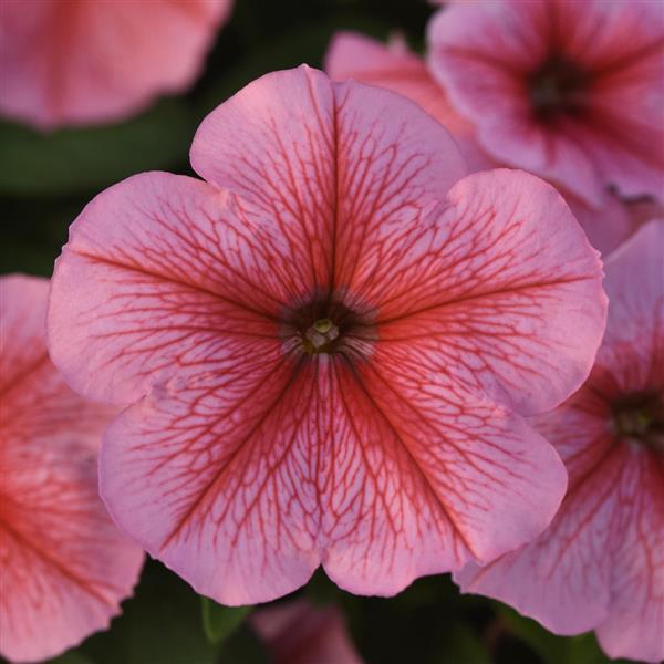 Madness® Spring Petunia - Bloom