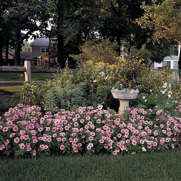 Madness® Spring Petunia - Landscape