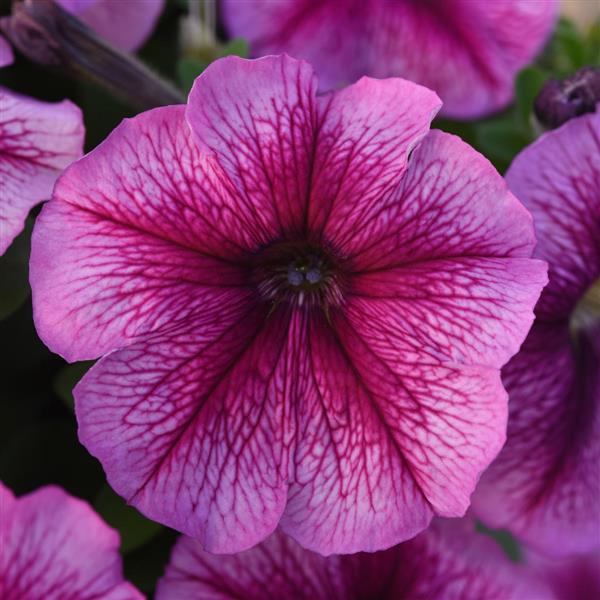 Madness® Sugar Petunia - Bloom