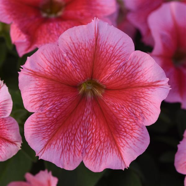 Madness® Summer Petunia - Bloom