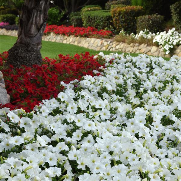 Madness® White Petunia - Landscape