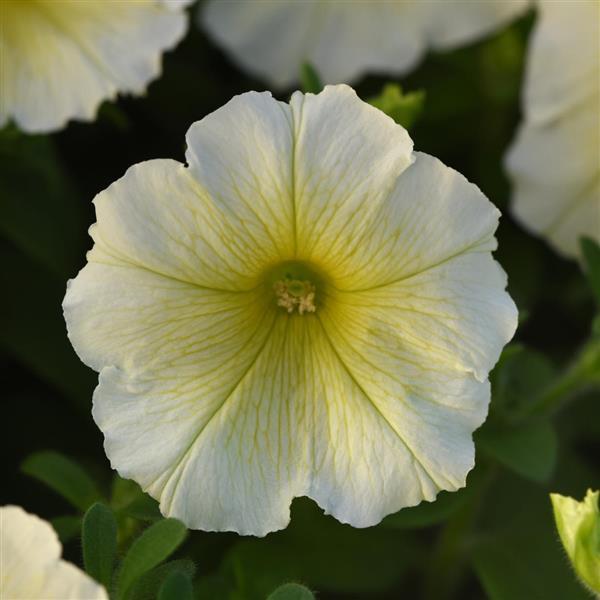 Madness® Yellow Petunia - Bloom