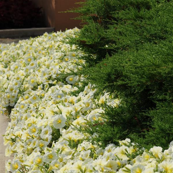 Madness® Yellow Petunia - Landscape