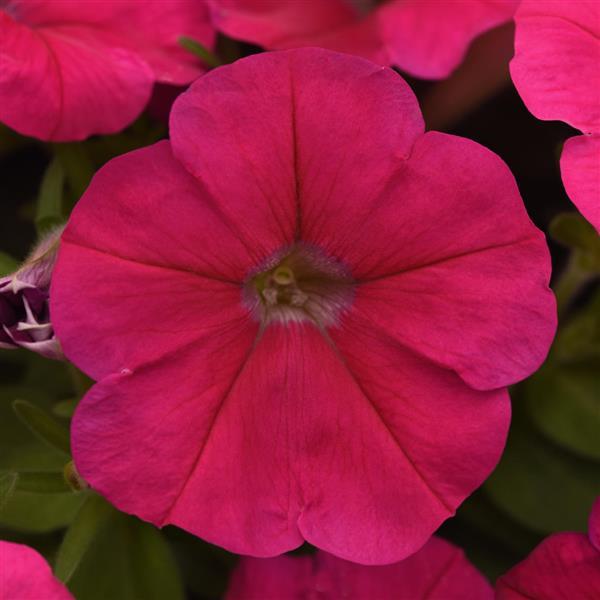 Madness® Deep Rose Petunia - Bloom