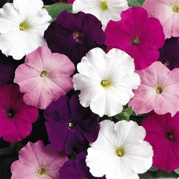 Madness® Waterfall Mixture Petunia - Bloom